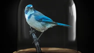 A blue and white bird in a glass contained stands on a wooden stalk