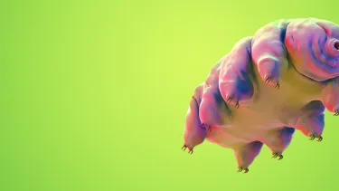 On a bright green background is an animated creature. It is pink and round with eight logs and a round mouth with small teeth.