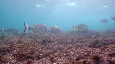 Fishes near the reef.