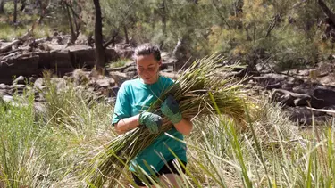 A woman walking through a green landscape, holding long green plants.