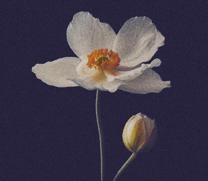 A white flower with a dark background.