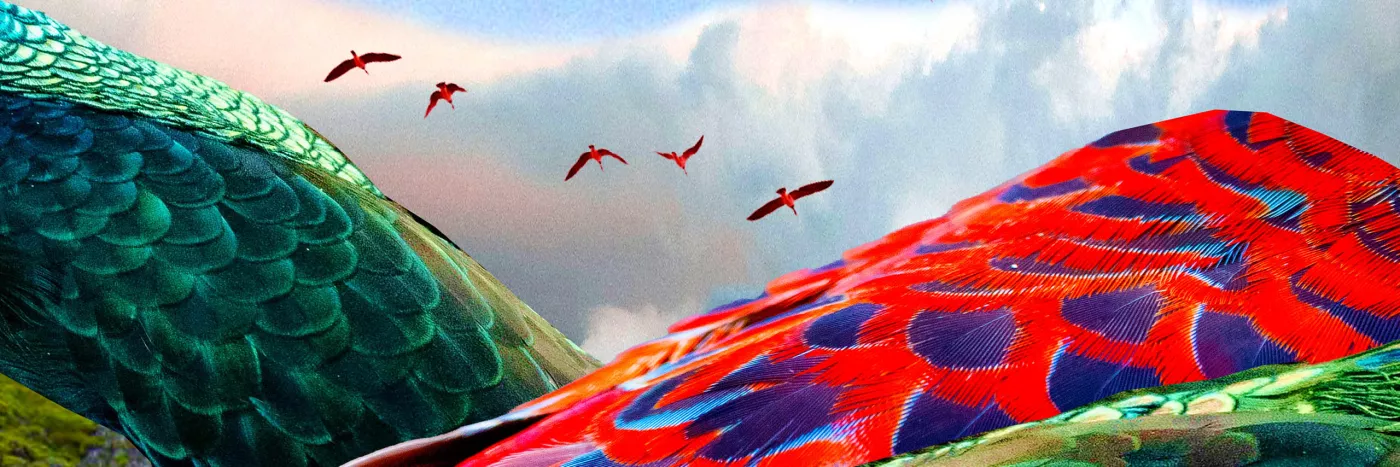 Graphic showing the back of a peacock with red and green feathers with five other peacocks flying overhead