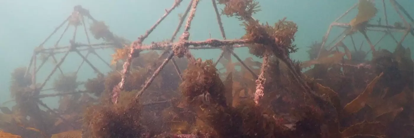 Reef starting to grow on the artificial reef pods made with marine-grade steel.